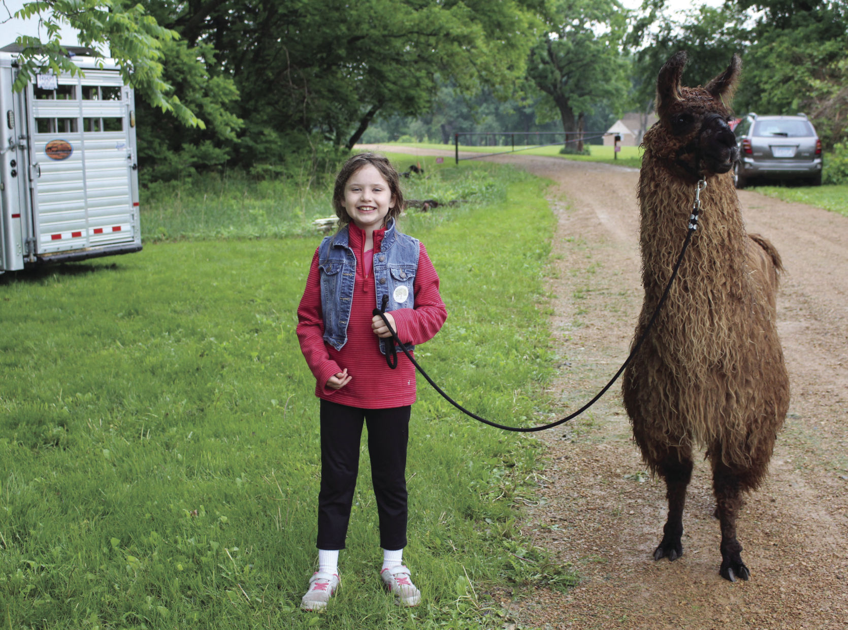 llamas